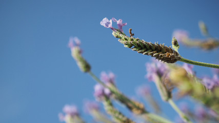 Lavender flower close up and blooming field in summer with blue sky. It give relax herb smell.
