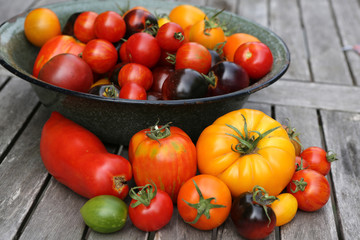 Tomatenernte