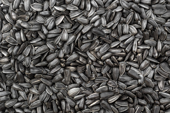 Sunflower seeds as food background. Top view.
