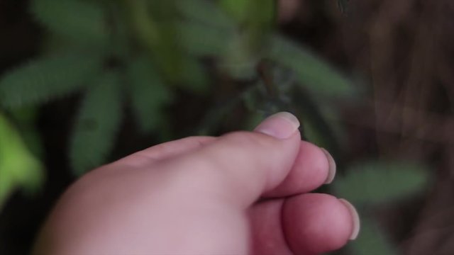 The sensitive plant. Mimosa the sensitive plant, mimosa is sensitive to the touch