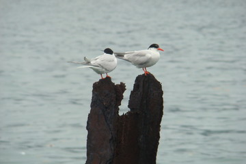 casal aves, mar