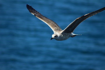 A herring gull flying over the Mediterranean sea near Keramoti, Greece