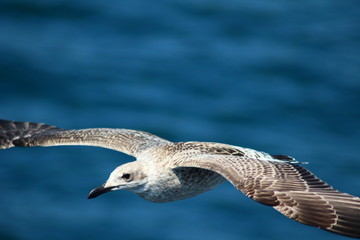 Fototapeta premium A herring gull flying over the Mediterranean sea near Keramoti, Greece