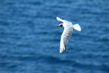 A herring gull flying over the Mediterranean sea near Keramoti, Greece