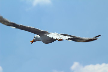 A herring gull flying over the Mediterranean sea near Keramoti, Greece after taking food from a ferry boat passenger