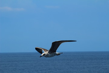 Fototapeta na wymiar A herring gull flying over the Mediterranean sea near Keramoti, Greece