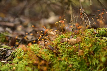 Wild plants and meadows in the forest in Bariloche, Argentina