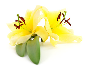 Two yellow lilies.