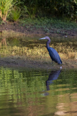 little blue heron 