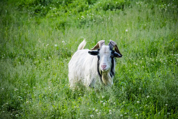 A Billy Goat in Ham Lake, Minnesota