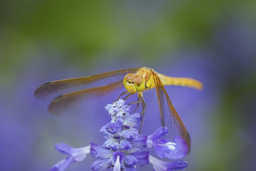 dragonfly