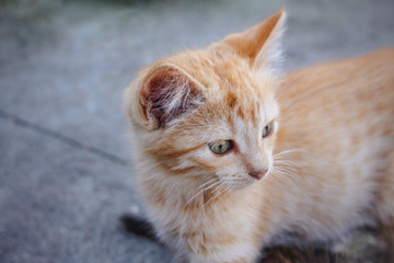 Fototapeta na wymiar Cute orange tabby kitty looking attentively to horizon, with focus on cat's head
