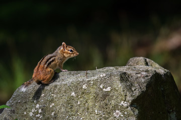 Catskill chipmunk on a rock!