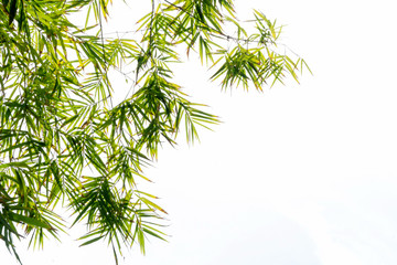 Fototapeta premium Wall green bamboo leaves on natural background.