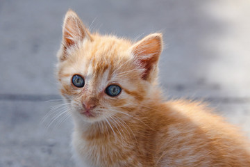 Adorable little tabby cat looking at camera with gorgeous eyes