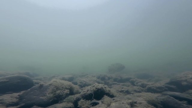 Ground still underwater shot in murky waters with fish swimming around