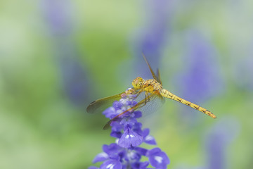 dragonfly