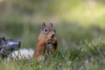 Naklejka na ściany i meble red squirrel, Sciurus vulgaris, searching for and eating nuts in a pinewood glade during a sunny morning. Caringorm NP, Scotland.