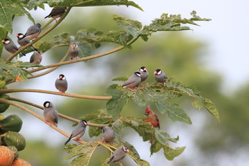 Java Sparrow  Big Island Hawaii 