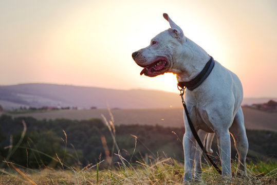 Dogo Argentino dog at sunset 