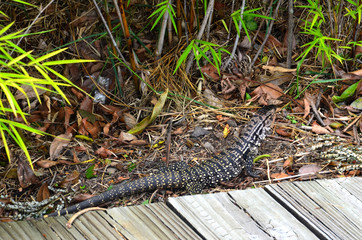 a lizard in its natural habitat in a Brazilian forest, Rio Grande do Sul