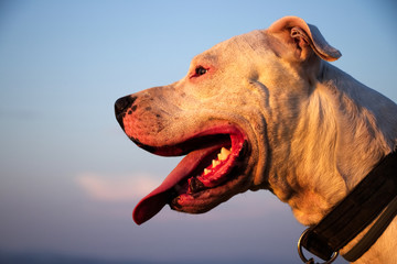 Portrait of Dogo Argentino dog during a golden hour 