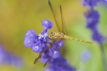 dragonfly