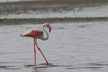 Greater Flamingos are local migrants in Pakistan. The breed along mangroves and gain pink color with the shrimps they eat