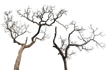 Single old and dead trees isolate d on white background