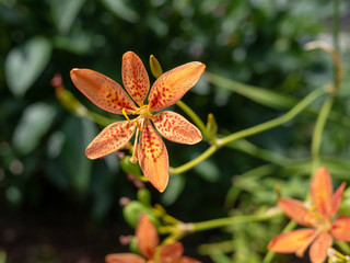 Red flower or red lily flower in nature.