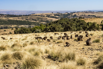 Äthiopien - Sämen-Nationalpark - Blutbrustpaviane