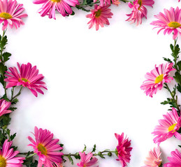 Frame of flowers pink chrysanthemum on a white background with space for text