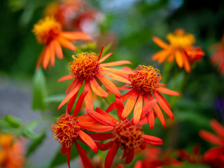 Blossom of a red flower.