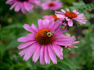 Obraz premium Pretty flowering coneflower in bloom closeup.