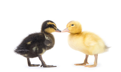 Cute little newborn fluffy duckling. One young duck isolated on a white background.