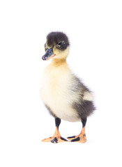 Cute little newborn fluffy duckling. One young duck isolated on a white background.