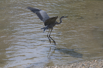 アオサギ、飛翔