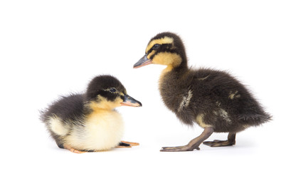 Cute little newborn fluffy duckling. One young duck isolated on a white background.