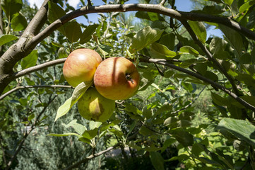 Green & red apples on the branches of a tree in the garden. Natural daylight. Natural apples.