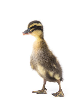 Cute little newborn fluffy duckling. One young duck isolated on a white background.