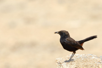 Indian Robin