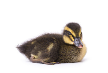 Cute little newborn fluffy duckling. One young duck isolated on a white background.