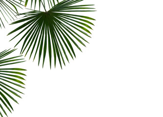 Tropische Blätter Palme (Livistona) auf weißem Hintergrund mit Platz für Text. Ansicht von oben, flach liegend