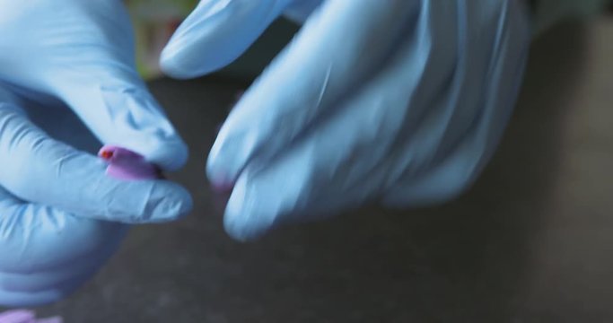 Saffron harvest, delicate threads being plucked from the flowers