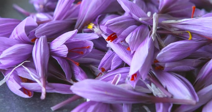 Fresh Saffron harvest, delicate threads, inside the flowers