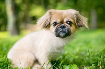 A cute Pekingese mixed breed puppy in the grass