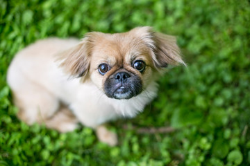 A cute Pekingese mixed breed puppy in the grass