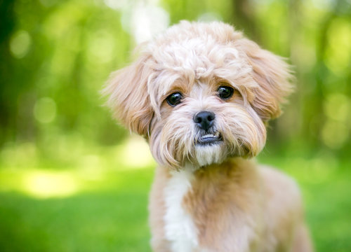 A cute fluffy mixed breed dog with an underbite
