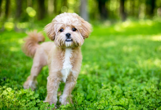 A cute fluffy mixed breed dog with an underbite
