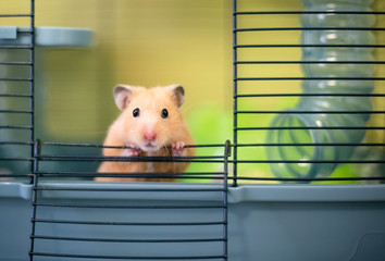 A Syrian hamster peeking out of its cage - obrazy, fototapety, plakaty